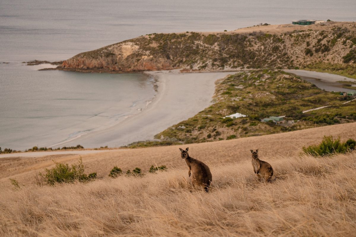 kangaroo island