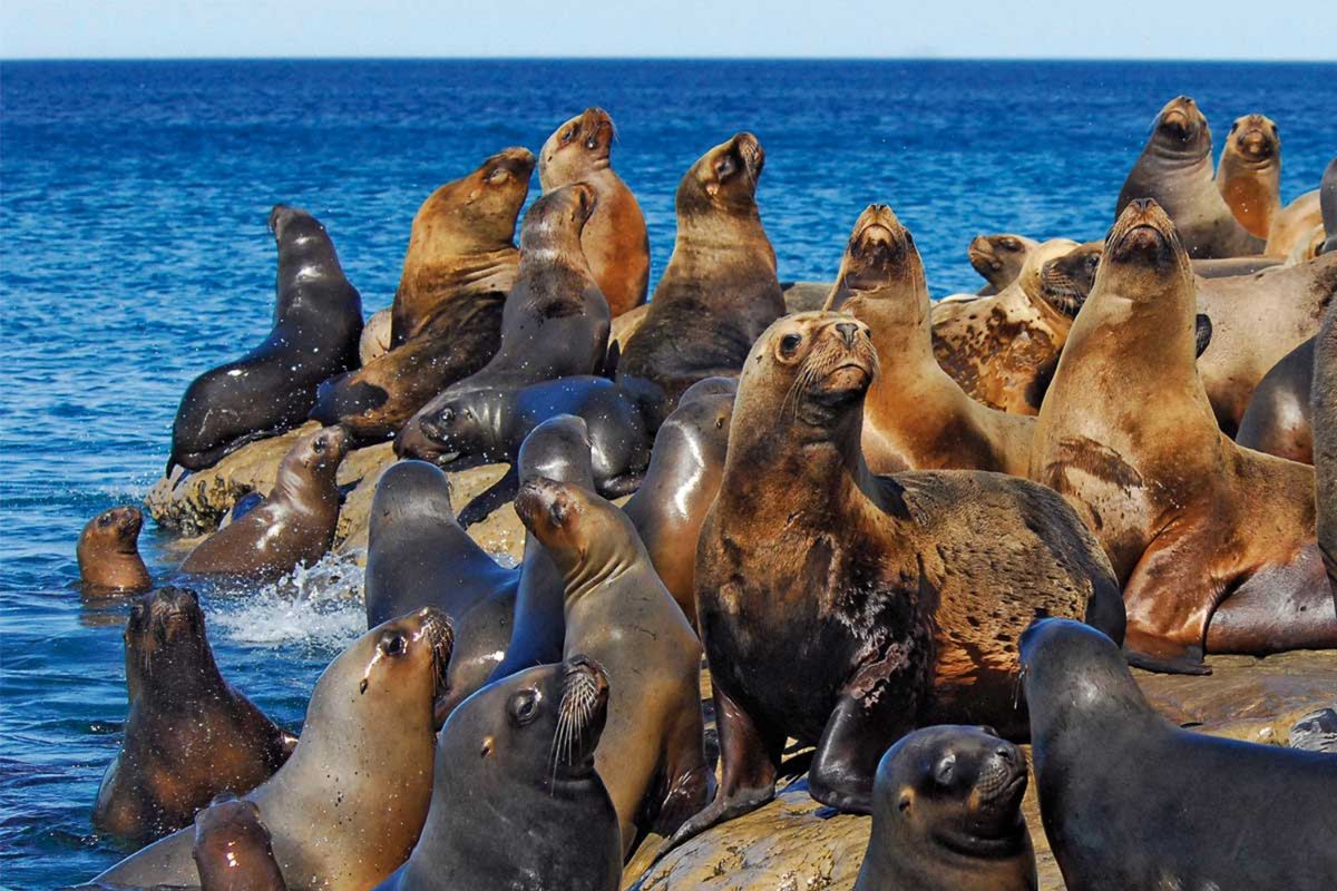 lleons marins peninsula valdés