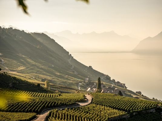 Viñedos de Lavaux