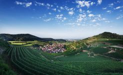 Baden, región de vinos