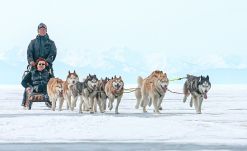 Trineo de perros en Laponia