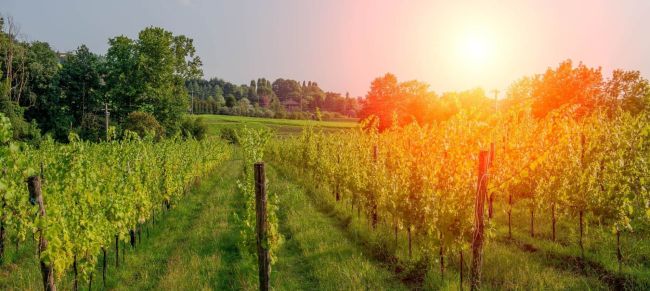 VIÑEDOS EN LA BORGOÑA