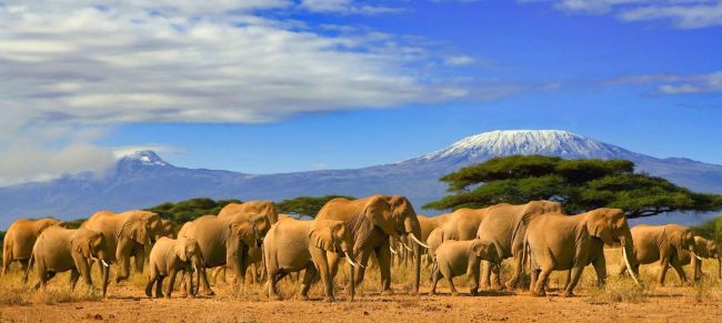 safari a tanzania