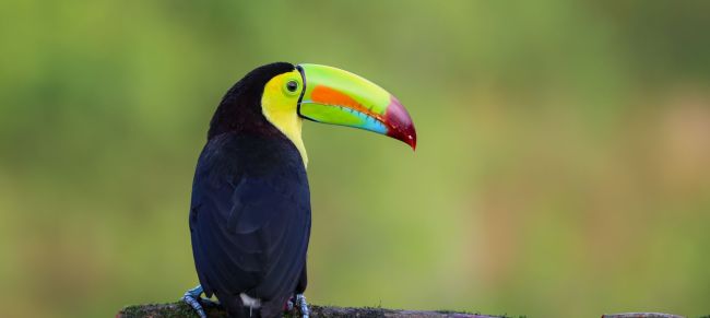 costa rica