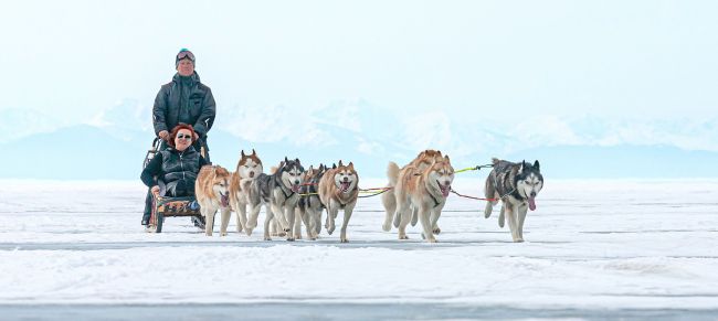 Trineo de perros en Laponia
