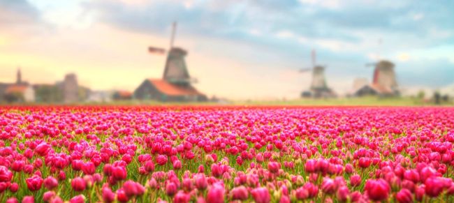 molins i tulipes holanda