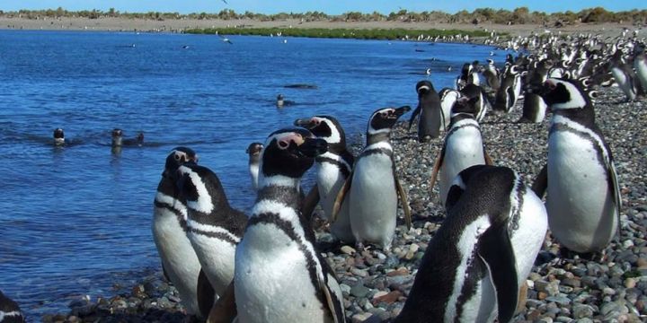 pingüins patagònia