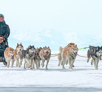 Trineo de perros en Laponia